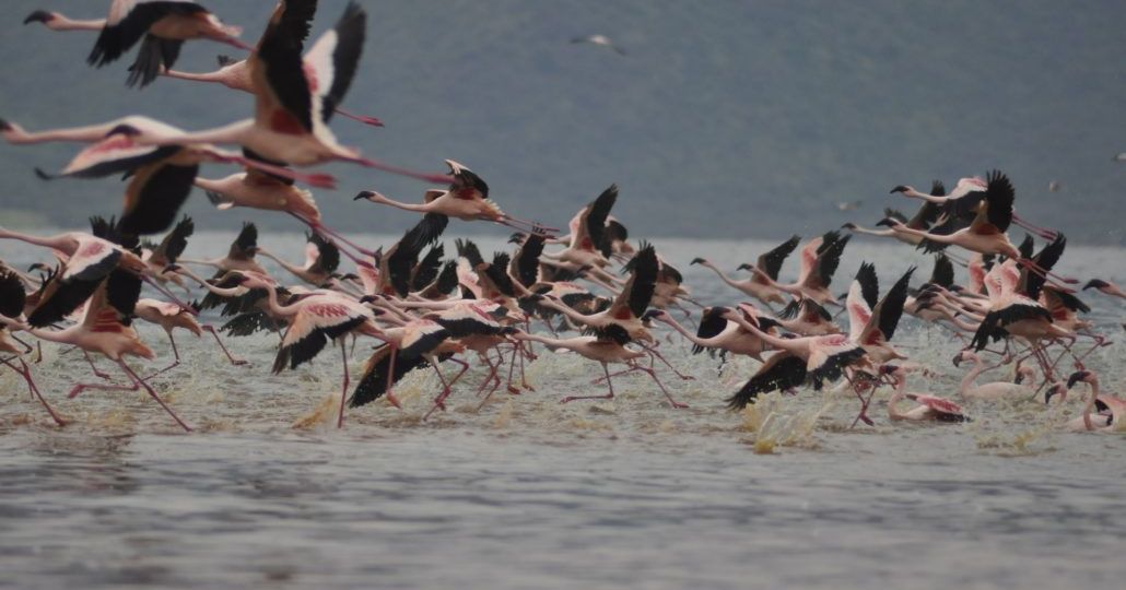 flamingos-2042905_1920-1030x684