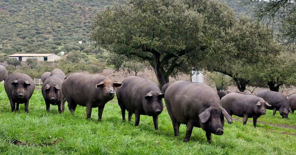 Schweineherde-1030x687
