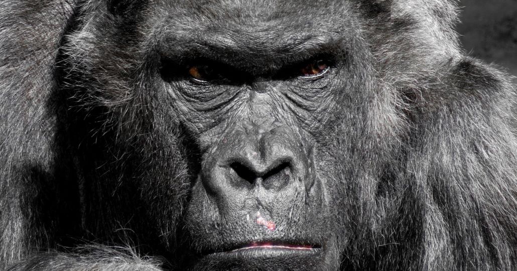 gorilla-752875_1920-1030x730